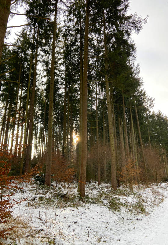 Hohe Bäume im Wald mit schneebedecktem Boden und Sonnenstrahlen.