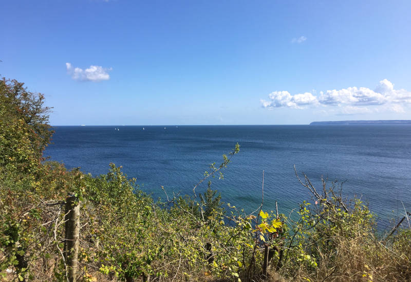 Blick übers Meer mit Sträuchern im Vordergrund