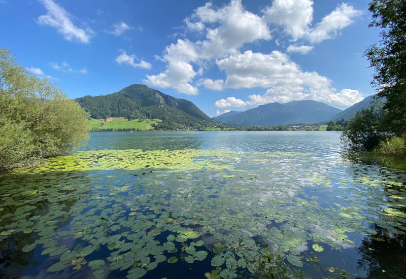 Seerosen auf dem Schliersee mit Blick in Richtung Berge