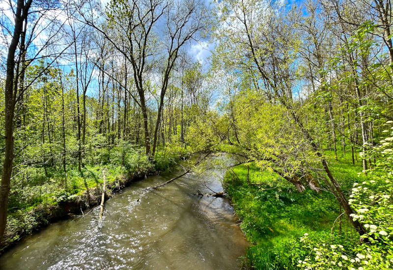 Natürlicher Flußlauf in einem Seitenarm der Isar mit grünem Bewuchs
