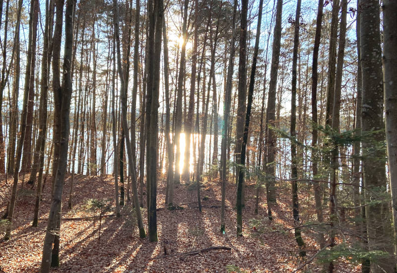 Sonne über dem kleinen Ostersee durch dichte Baumstämme fotografiert