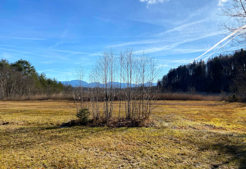 Unbelaubte Sträucher auf Moorwiese mit Blick in Richtung Berge