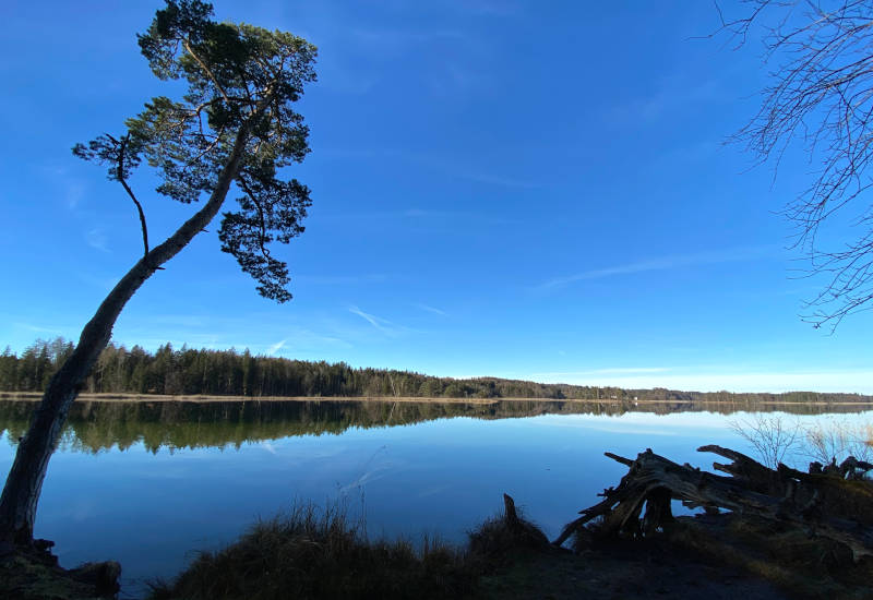 Glatte Seefläche mit Baum im Vordergrund und Spiegelung des gegenüberliegenden Ufers