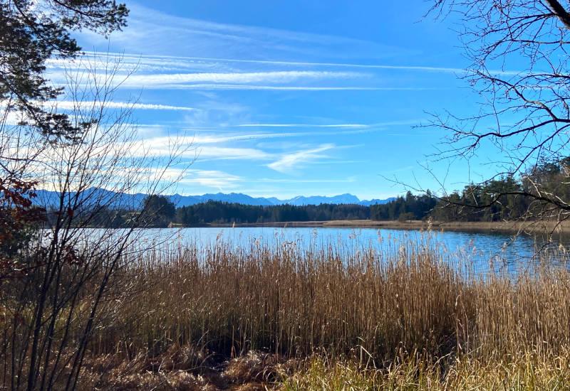 Blick über den großen Ostersee in Richtung Alpenpanorama mit Schilf im Vordergrund