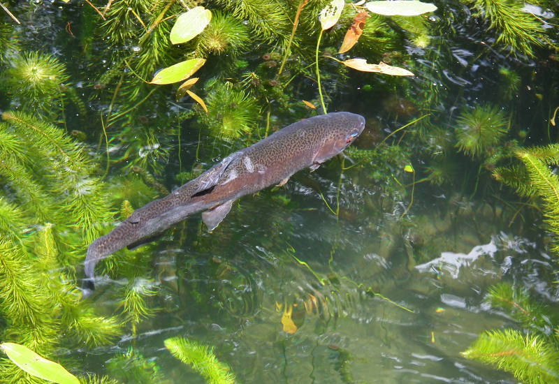 Fisch schwimmt durch klares Wasser mit Wasserpflanzen.