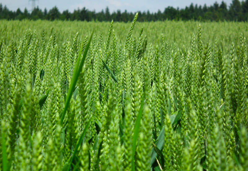 Grünes Weizenfeld unter blauem Himmel mit Bäumen im Hintergrund.