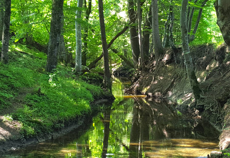 Bach zwischen grünen Bäumen und reflektierendem Wasser.