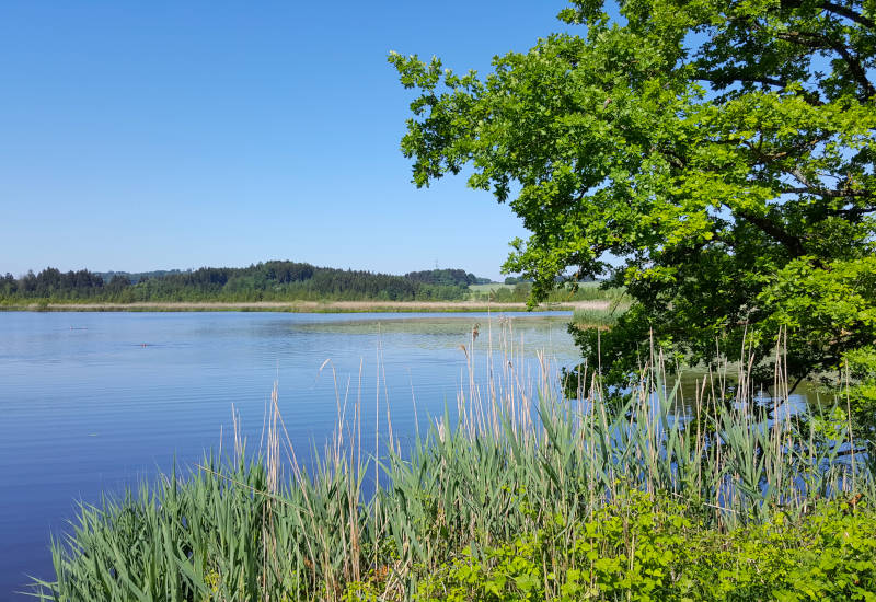 Ruhiger See mit grünen Uferpflanzen und Bäumen.