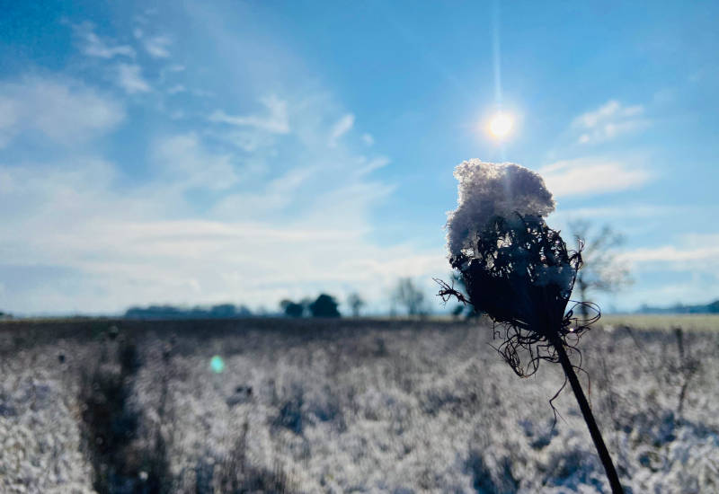 Eisblumen auf einem vertrockneten Stängel vor blauem Himmel.