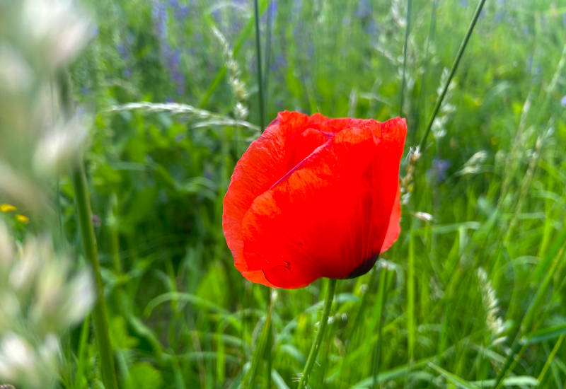 Rote Mohnblüte vor grünem, blühendem Hintergrund.