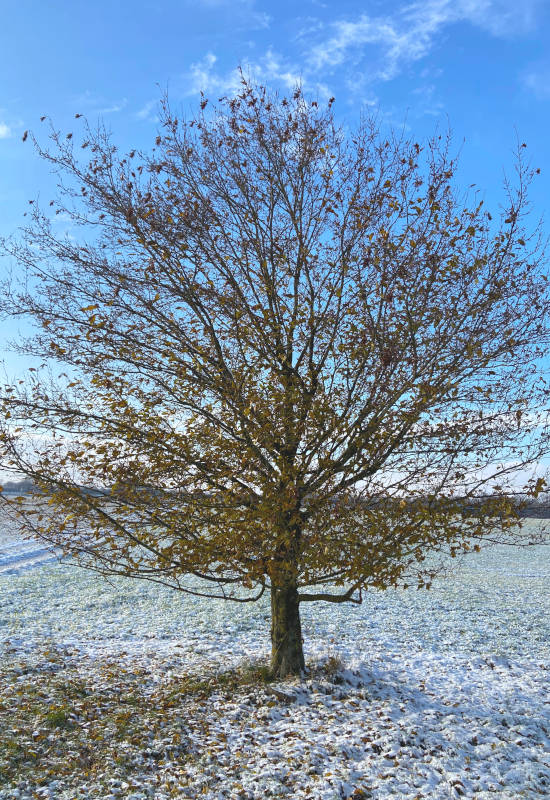 Baum mit wenigen Blättern vor schneebedecktem Boden und blauem Himmel.