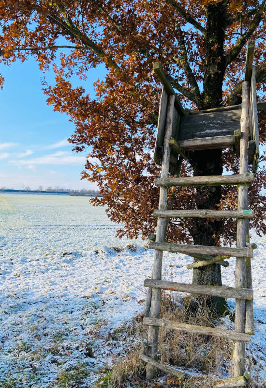 Holzleiter an einem Baum in verschneiter Landschaft.
