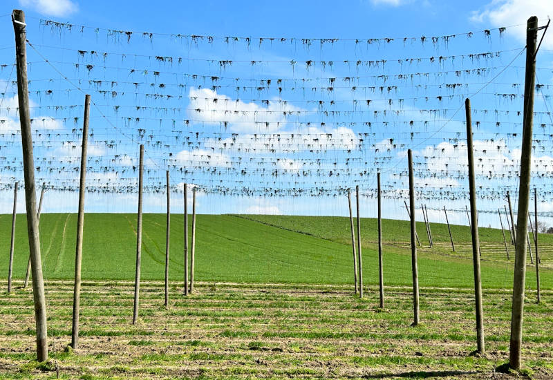 Hopfenfeld mit Gestellen und blauem Himmel.