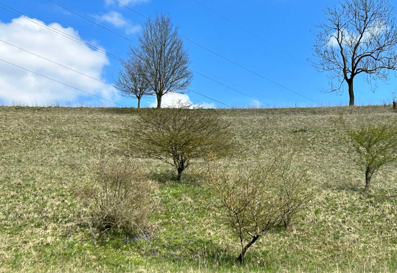 Baumreihe auf einer Wiese unter blauem Himmel mit Wolken.