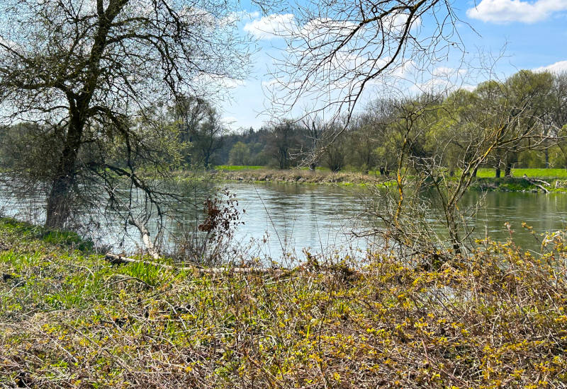 Flusslandschaft mit Bäumen und blühenden Pflanzen im Vordergrund.