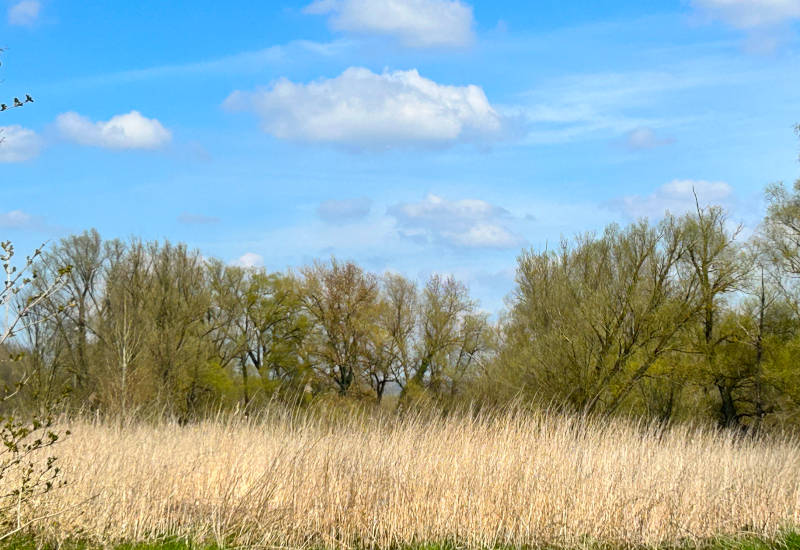 Grüne Bäume und hohes Gras unter blauem Himmel mit Wolken.