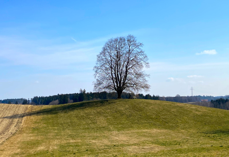 Ein einzelner Baum auf einem Hügel unter blauem Himmel.