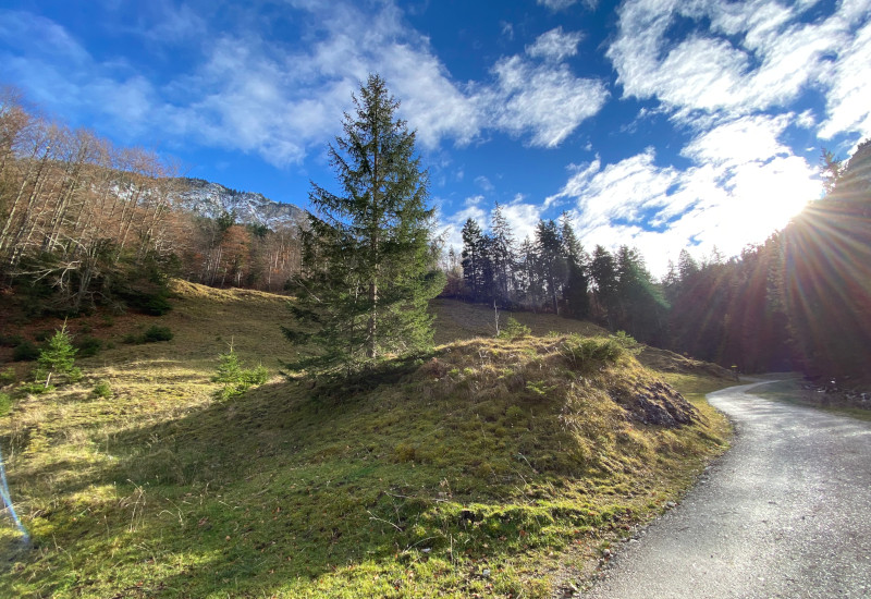 Waldlandschaft mit Weg, Bäumen und blauem Himmel.