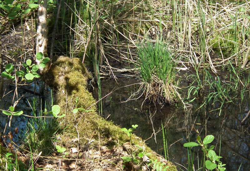 Mossbedeckter Baumstumpf am Ufer eines Gewässers mit Gras.