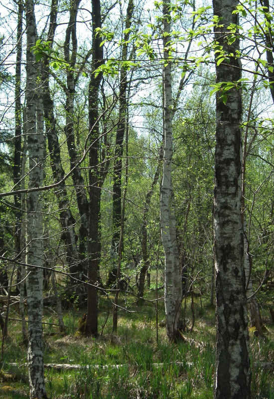 Dichter Wald mit Birken und frischem Grün.