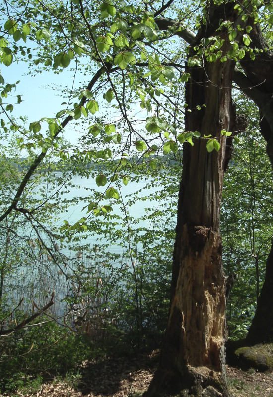 Baumstamm am Wasser, umgeben von frischem Grün.