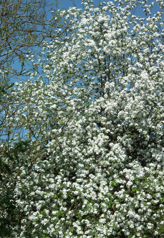 Blühender Baum mit weißen Blüten vor blauem Himmel.