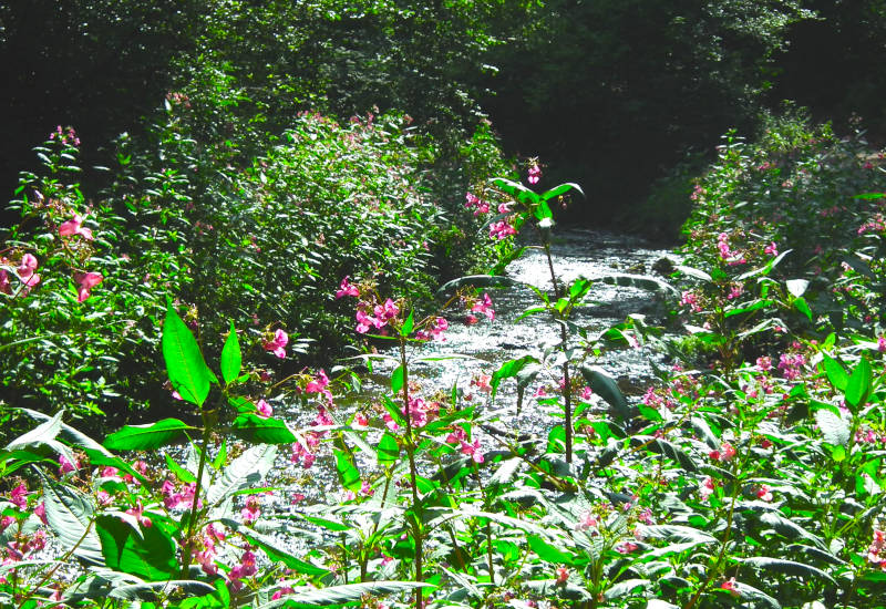 Bach umgeben von blühenden Pflanzen im Wald.