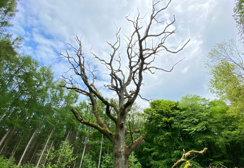 Verzweigter, trockener Baum vor grünem Wald und bewölktem Himmel.