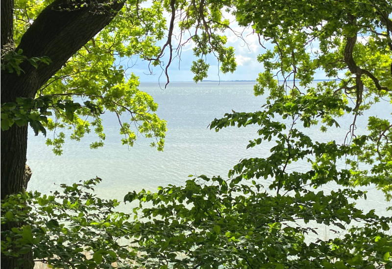 Blick durch Bäume auf ruhiges Wasser und Himmel.