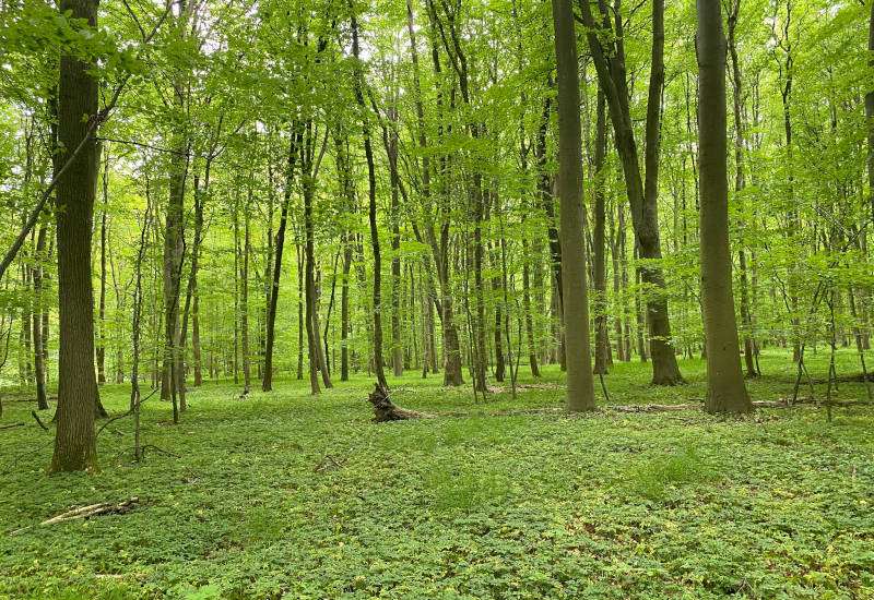 Grüner Wald mit hohen Bäumen und dichtem Unterholz.
