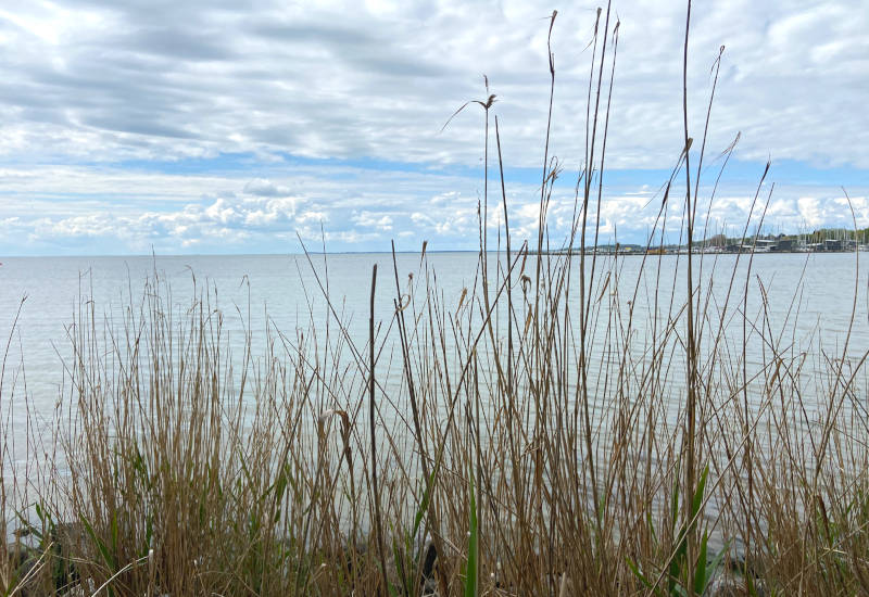 Gräser am Ufer eines ruhigen Gewässers unter bewölktem Himmel.
