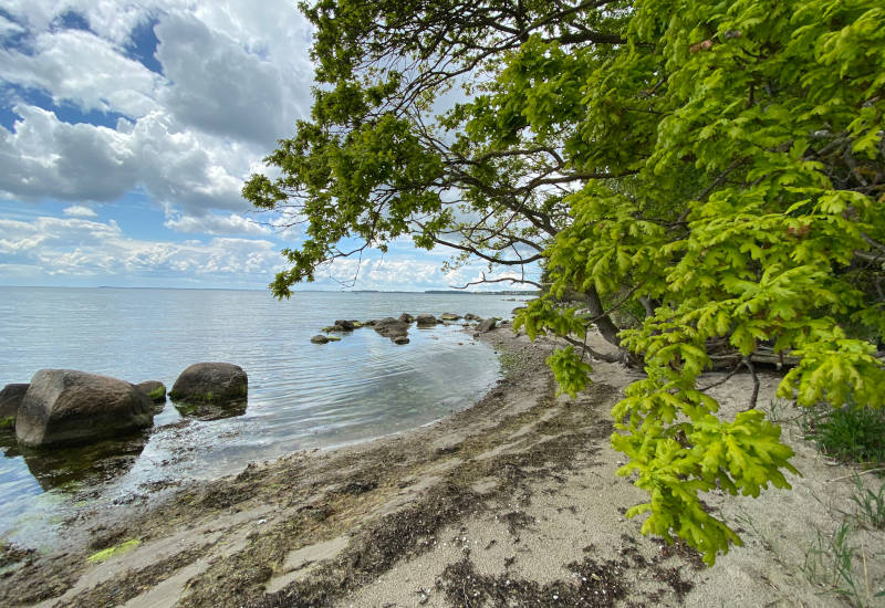 Strand mit Steinen, Wasser und grünem Baum.