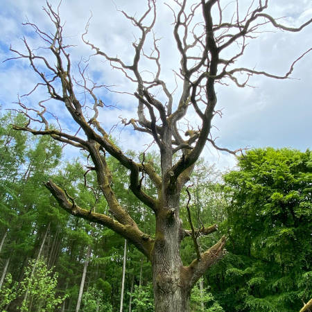 Alte Eiche im Goor bei Putbus auf Rügen