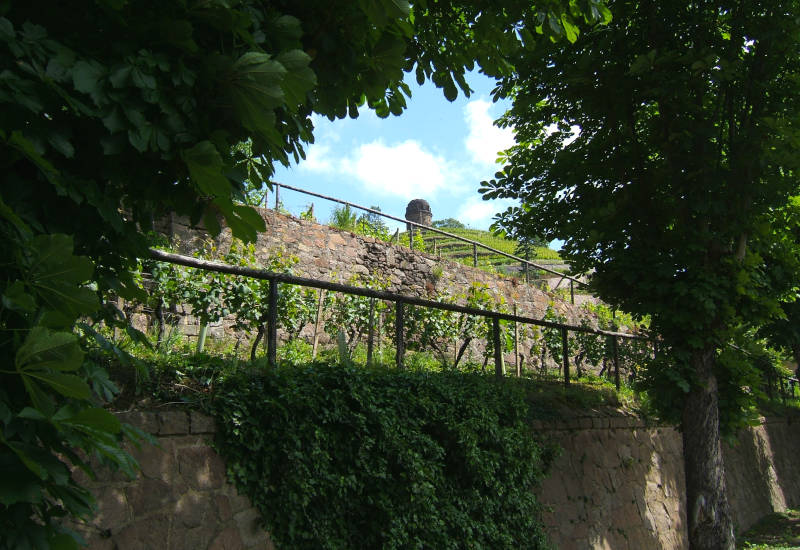 Mauer mit Weinreben, umgeben von Bäumen und blauem Himmel.