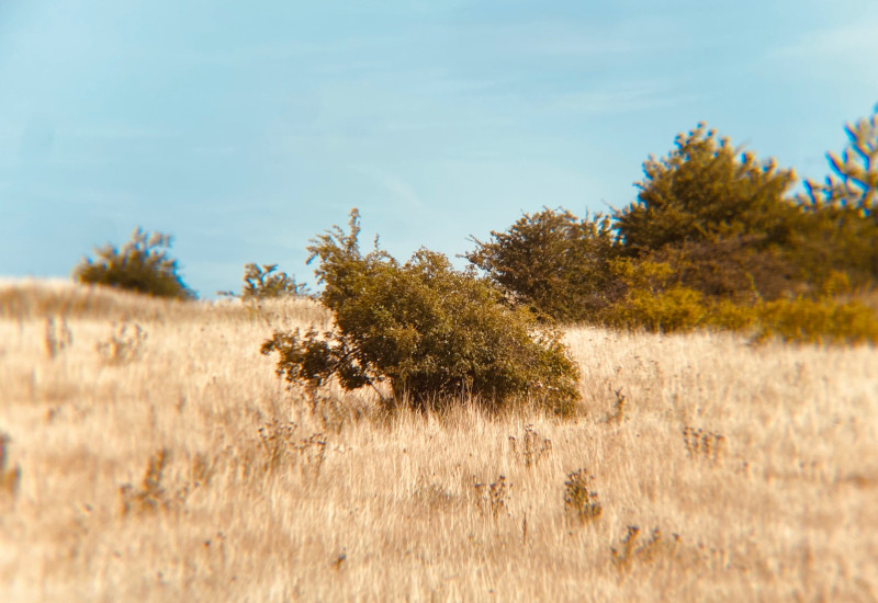 Graslandschaft mit einzelnen Büschen und blauem Himmel.