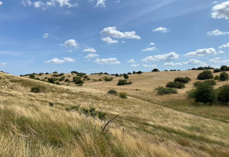 Hügelige Landschaft mit trockenem Gras und vereinzelten Bäumen.