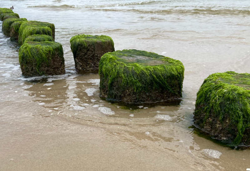 Steinerne Pfähle mit Algen im flachen Wasser am Strand.