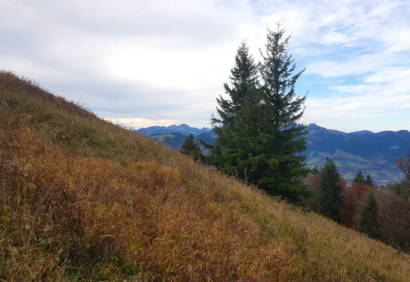 Grüne Wiese mit Bäumen und Bergen im Hintergrund.