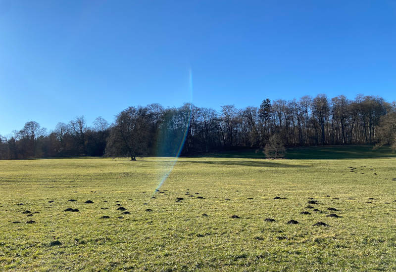 Grüne Wiese mit Maulwurfshügeln und Bäumen im Hintergrund.