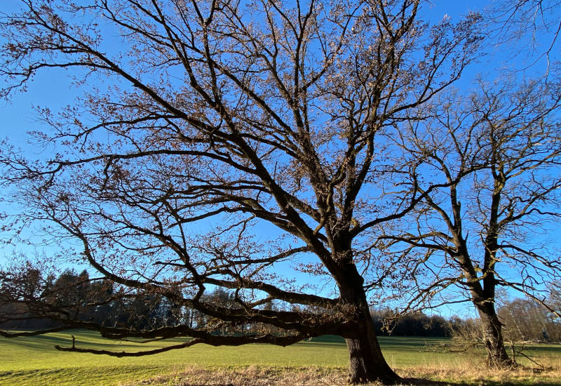 Zwei große Bäume vor blauem Himmel und grünem Feld.