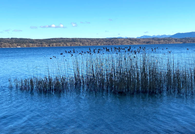 Vögel sitzen auf Schilfrohr am Wasser unter blauem Himmel.