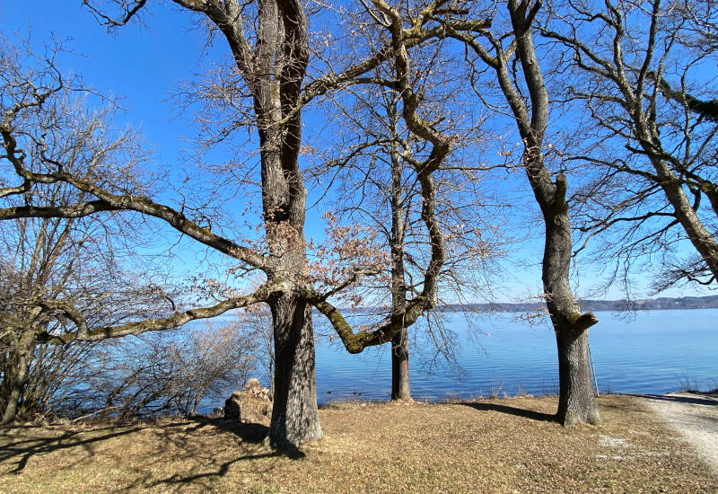Bäume am Ufer eines ruhigen Sees unter blauem Himmel.