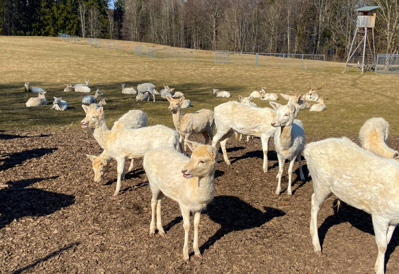 Weiße Rehe stehen und liegen auf einer Wiese.