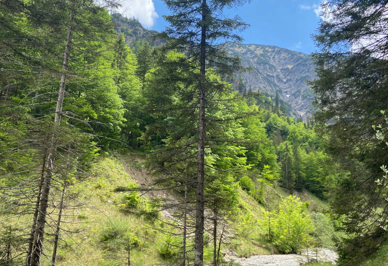 Berglandschaft mit Bäumen und grünem Wald.