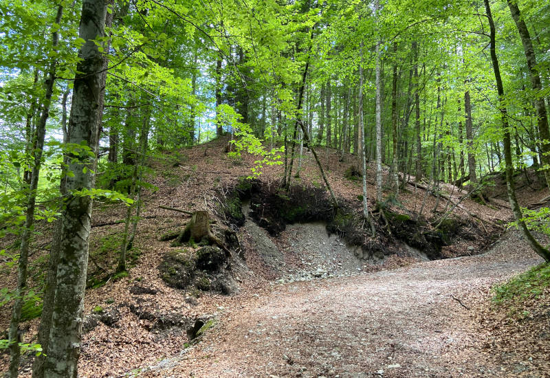 Waldweg mit Bäumen und leichtem Gefälle im Hintergrund.