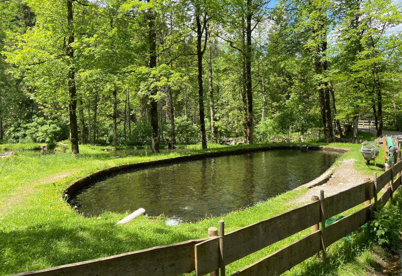 Teich umgeben von Bäumen und Wiese in der Natur.