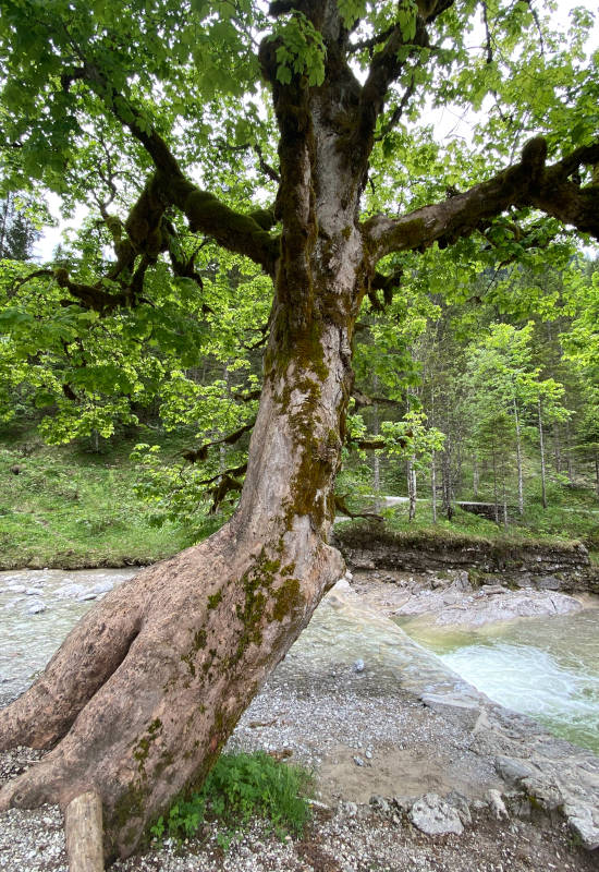 Alter Baum am Flussufer mit grünem Laub.