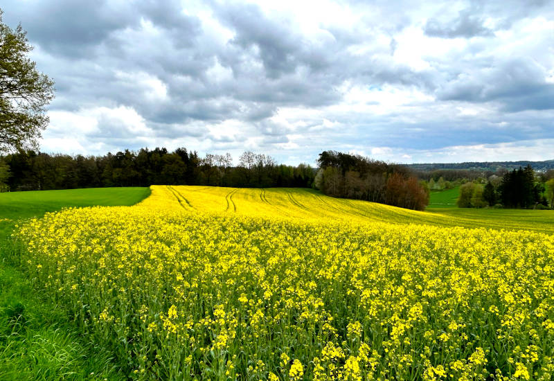 Gelbes Rapsfeld unter bewölktem Himmel mit grünen Wiesen.
