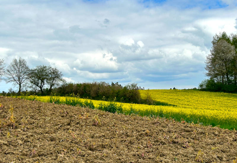 Blühendes Feld mit Bäumen und bewölktem Himmel.