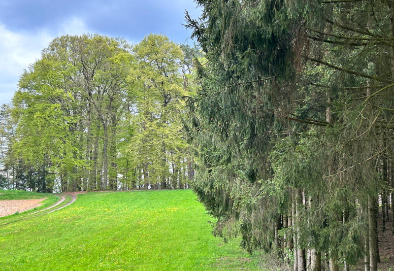 Grünes Feld mit Bäumen und einem Weg im Hintergrund.